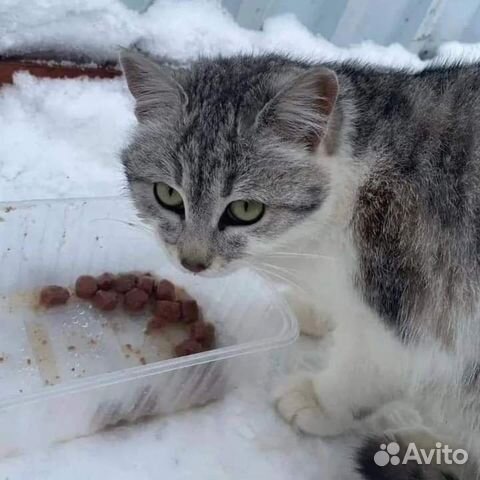 Бегает за всеми ласковая кошечка