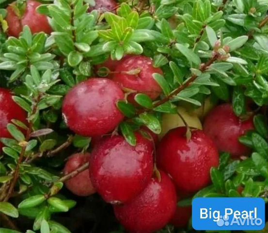 Клюква крупноплодная 5сортов, брусника Коралл