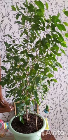 Фикус бенджамина большой