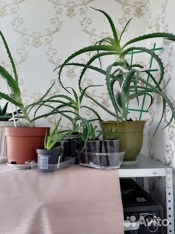 Алоя вера цветок