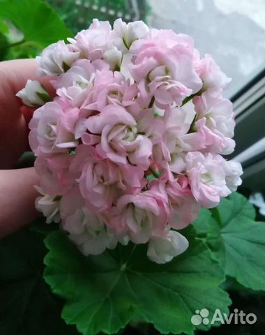 Пеларгония