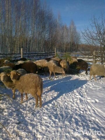 Овцы, бараны купить на Зозу.ру - фотография № 4