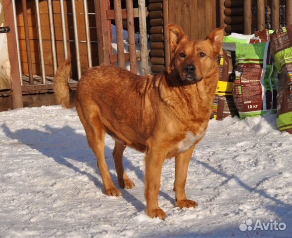 Собака в надёжные руки купить на Зозу.ру - фотография № 2