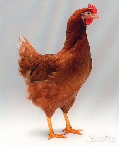 Несушка Ломан Браун(инкуб яйцо) купить на Зозу.ру - фотография № 1