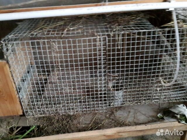 Клетки для кроликов из оцинкованной сварной сетки купить на Зозу.ру - фотография № 3