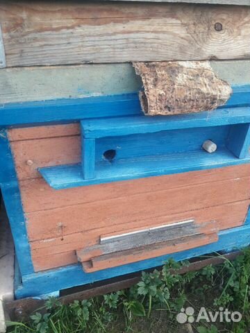 Пчелки породы Бакфаст, ульи, консультации купить на Зозу.ру - фотография № 4