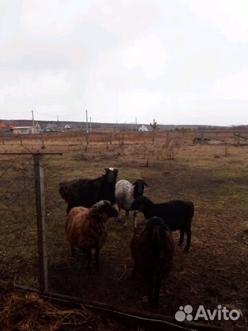 Баран, ярки, овцы купить на Зозу.ру - фотография № 1