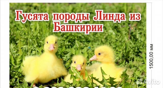 Принимаю заказы на гусят из Башкирии, породы Линда купить на Зозу.ру - фотография № 1