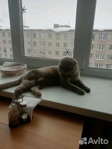 Чистокровный лиловый кот приглашает даму купить на Зозу.ру - фотография № 3
