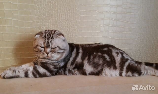 Вислоухий кот ждет на вязку Вислоухий кот ждет на вязку