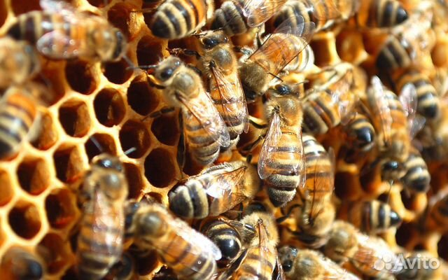 Пчёлы зимовалые, пчелопакеты Дальневосточные купить на Зозу.ру - фотография № 1