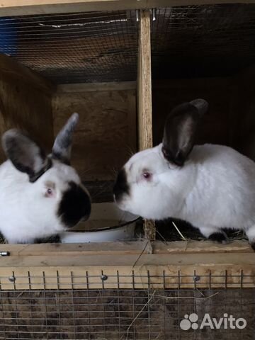 Кролики калифорнийские чистопородные купить на Зозу.ру - фотография № 5