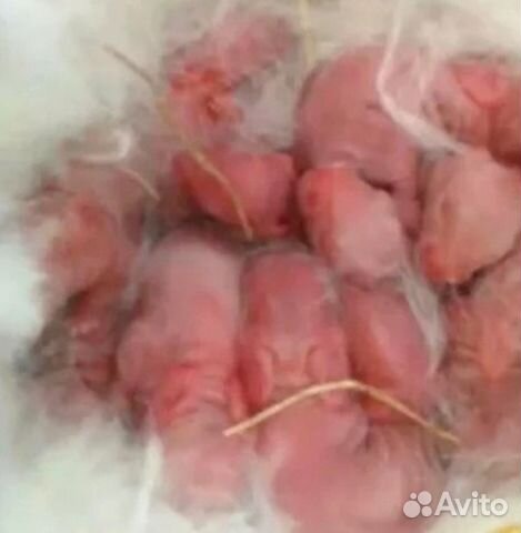 Продам кроликов мясных пород от 45 дней и старше купить на Зозу.ру - фотография № 4