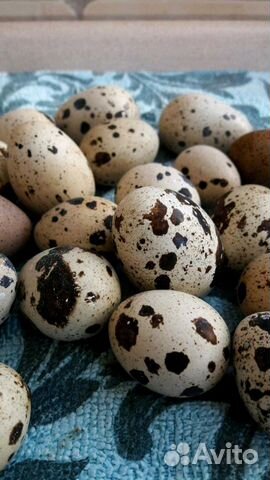 Яйцо инкубационное перепелиное купить на Зозу.ру - фотография № 1