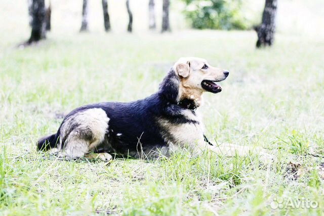 Собака-красотка Шелли в добрые руки купить на Зозу.ру - фотография № 2
