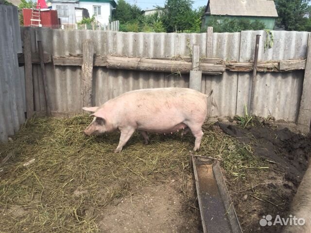 Свиньи мясной породы