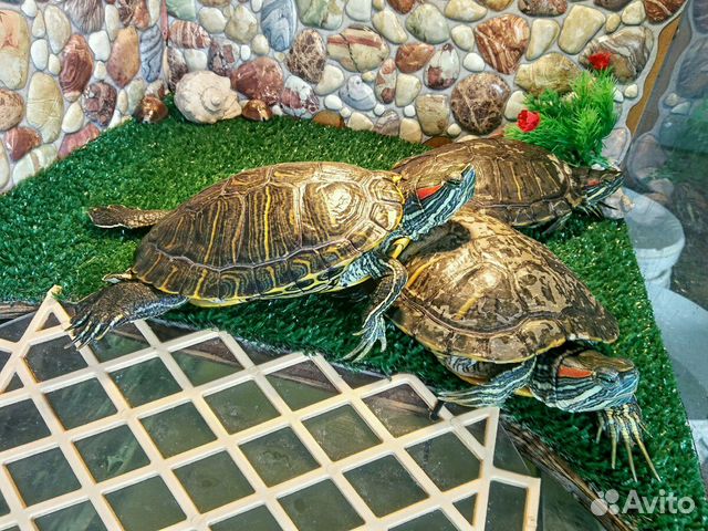 Красноухие черепахи самцы купить на Зозу.ру - фотография № 3