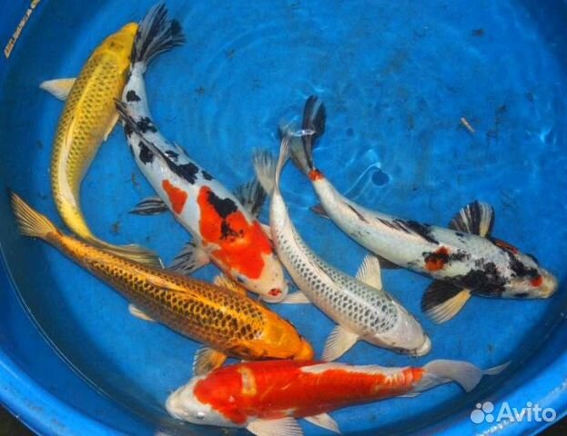 Карп кои и золотые рыбки купить на Зозу.ру - фотография № 8