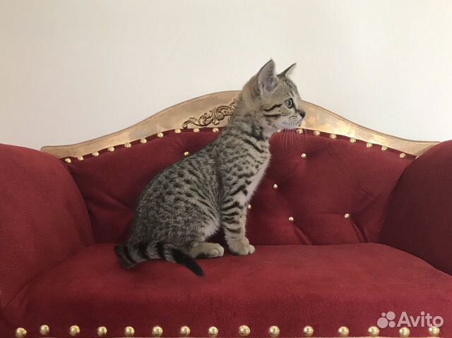 Египетская мау котик Сагбан купить на Зозу.ру - фотография № 7