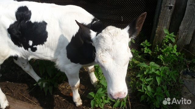 Тёлочка от высокоудойной коровы купить на Зозу.ру - фотография № 1