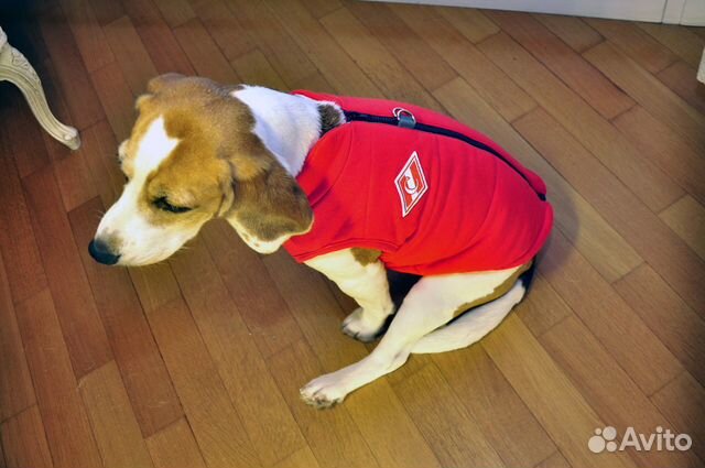 Красно-белая одежда для собак с логотипом Спартака купить на Зозу.ру - фотография № 3