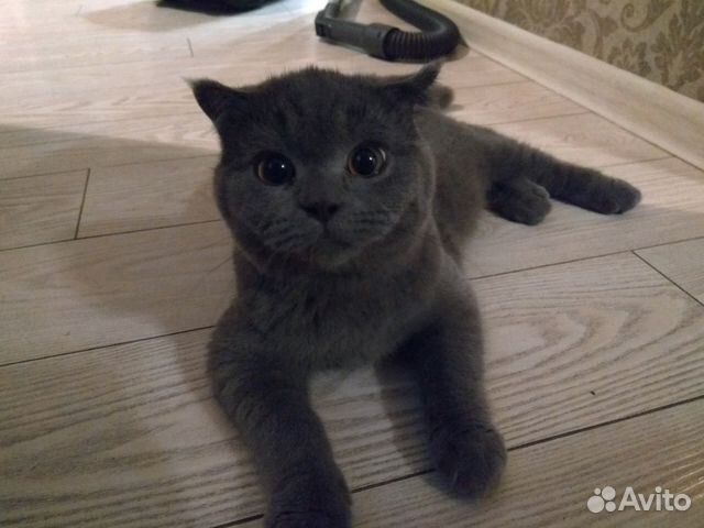 Вязка кот Шотландец (скоттиш-фолд)
