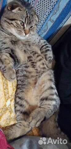 Кот на вязку шотландский купить на Зозу.ру - фотография № 2
