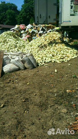 Овощи, фрукты, Капуста на корм животным.Картофель купить на Зозу.ру - фотография № 5