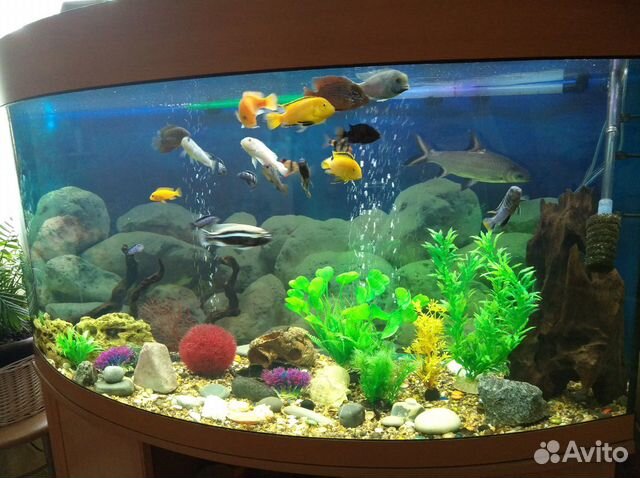 Продам аквариум на 350л купить на Зозу.ру - фотография № 7