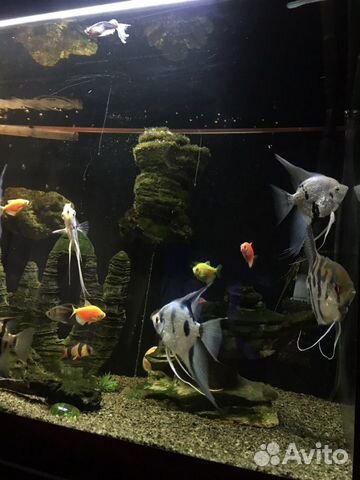 Продаю аквариум с рыбками купить на Зозу.ру - фотография № 5