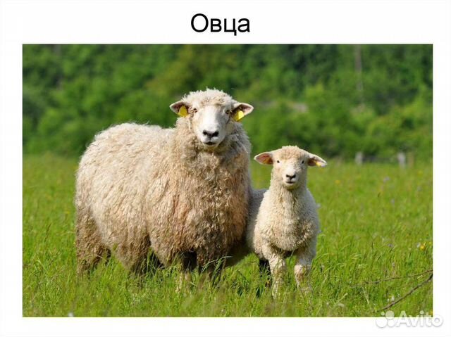 Продам овец купить на Зозу.ру - фотография № 2