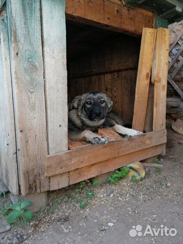 Собака друг человека купить на Зозу.ру - фотография № 3