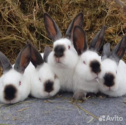 Кролики породистые купить на Зозу.ру - фотография № 3