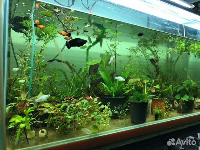 Аквариумные растения,рыбки купить на Зозу.ру - фотография № 1