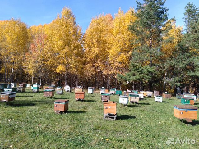 Пчелопакеты среднерусской пчелы купить на Зозу.ру - фотография № 7