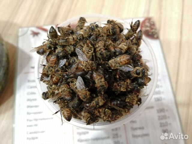 Подмор пчелиный купить на Зозу.ру - фотография № 2