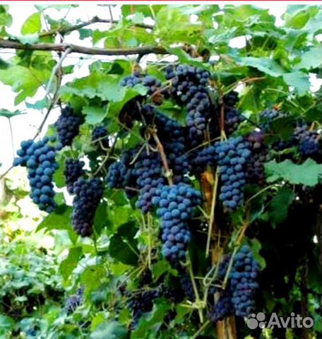 Ранние винные сорта винограда Ранние винные сорта винограда