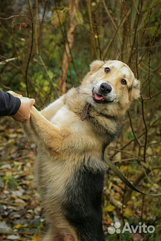 Самый красивый и добрый пес купить на Зозу.ру - фотография № 2