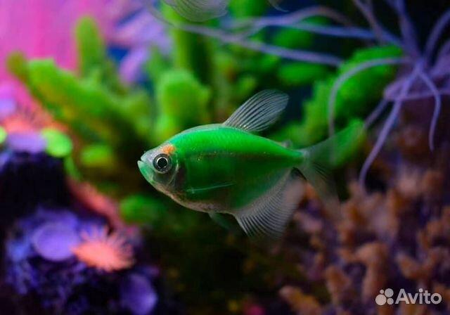 Цветные рыбки гло Тернеции купить на Зозу.ру - фотография № 7