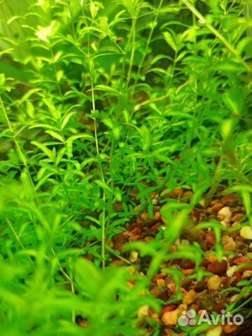 Аквариумное растение Хемиантус микрантемоидес купить на Зозу.ру - фотография № 2
