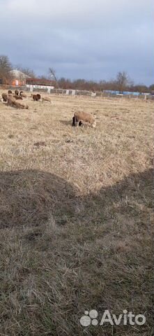 Овцематка с ягненком купить на Зозу.ру - фотография № 1