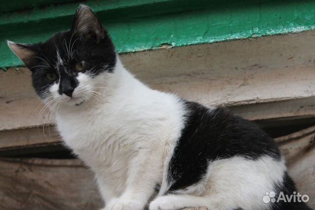 Котенок мальчик Кузя ищет дом