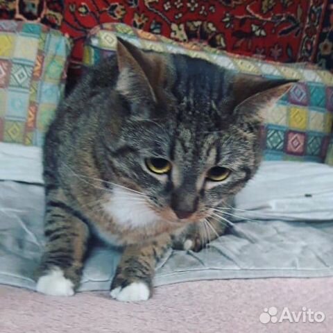 Кот в дар купить на Зозу.ру - фотография № 2
