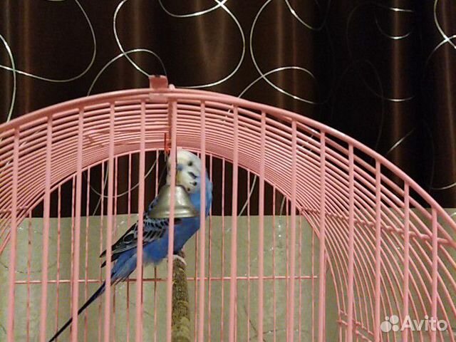 Волнистый попугай купить на Зозу.ру - фотография № 3