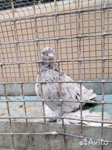 Узбекские голуби купить на Зозу.ру - фотография № 3