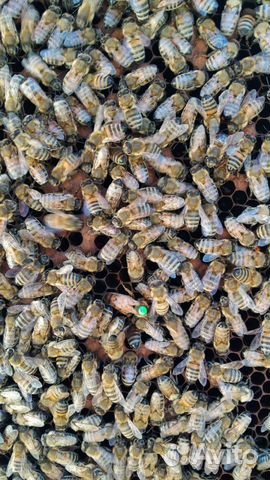 Пчелы.Пчелопакеты 3+1 на рамку дадан и 4+1 рутта купить на Зозу.ру - фотография № 2