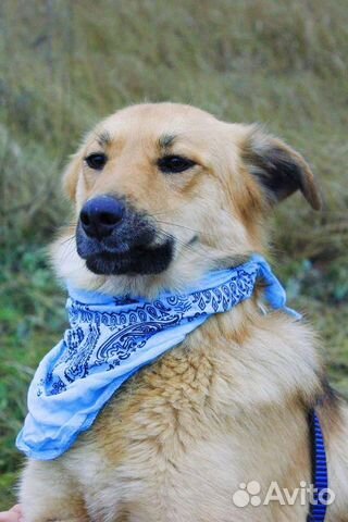 Веселая собака в дар купить на Зозу.ру - фотография № 2