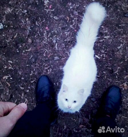 Белая кошка,хорошие руки купить на Зозу.ру - фотография № 1