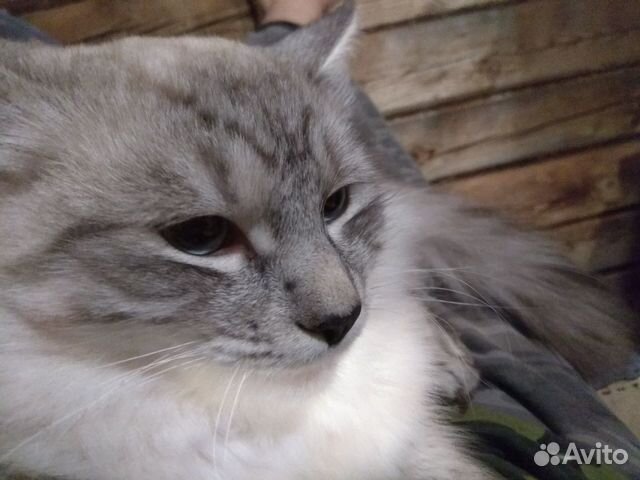 Невская маскарадная кошка ищет кота для вязки купить на Зозу.ру - фотография № 1