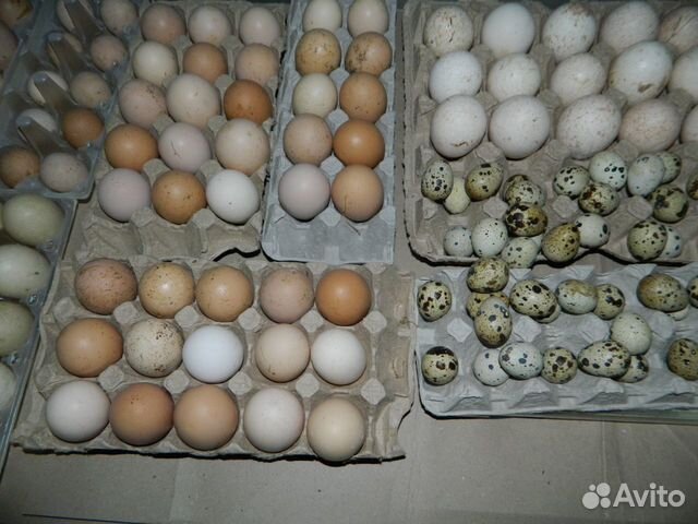 Инкубационное яйцо кур индеек уток перепёлок купить на Зозу.ру - фотография № 1